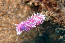 Lanzarote Scuba Diving Holiday - Costa Teguise. 